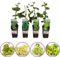 Witte druiven fruitplanten mix - set van 4 verschillende witte druiven - hoogte 50-60 cm - zelfbestuivend, winterhard