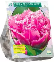 Plantenwinkel Tulipa Dubbel Gefranjerd Crispion Sweet tulpen bloembollen 15 stuks