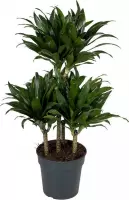 Dracaena Compacta 80 cm