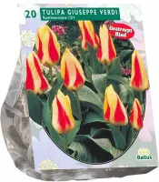 Plantenwinkel Tulipa Giuseppe Verdi Kaufmanniana tulpen bloembollen per 20 stuks