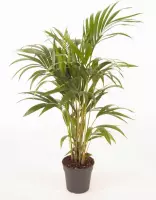 Kamerplant van Botanicly – Kentiapalm  – Hoogte: 100 cm – Howea forsteriana Kentia