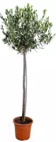Olijfboom op stam | Olea Europaea - Buitenplant in kwekerspot ⌀21 cm - ↕100-110 cm