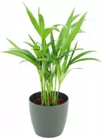 ZynesFlora - Areca Lutescens in Witte Sierpot - Kamerplant in pot - Ø 12 cm - Hoogte: 40 cm - Luchtzuiverend - Goudpalm - Palm - Kamerplant