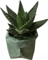 de Zaktus - Aloe Mitriformis - cactus - UASHMAMA® paperbag licht groen - Maat M
