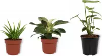 Set van 3 Kamerplanten - Aloë Vera & Monstera Deliciosa & Philodendron White Wave - ±  30cm hoog - 12cm diameter