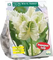 Plantenwinkel Tulipa White Parrot Parkiet tulpen bloembollen per 12 stuks
