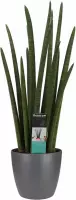 Sansevieria Cylindrica rocket met Elho brussels antracite ↨ 60cm - hoge kwaliteit planten