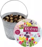 Plantenwinkel Giftbox Bucket Flower Emmer met bloembollen per 25 stuks