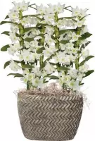 FloriaFor  - Dendrobium Nobile - Apollon - Inclusief Pot (Ovaal Tire) - Vers Van De Kweker - ↨ 50cm - ⌀ 20cm