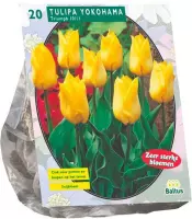 Plantenwinkel Tulipa Yokohama Triumph tulpen bloembollen per 20 stuks