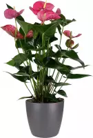Mama's Planten - Anthurium Maine - Flamingo Plant - Met Antraciet Kleurige Elho Pot - Bloeiende Kamerplant - Geeft Sfeer En Zuurstof - ↨ 60cm - ⌀ 18cm