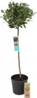 FloriaFor - Philodendron New Red - Pyramide In ELHO Round (soap) - - ↨ 70cm - ⌀ 20cm