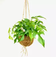 Hellogreen Kamerplant - Gatenplant Monstera Minima - 35 cm - Kokodama hangplant