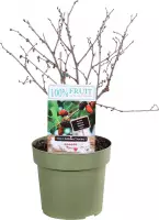 Hagen en struiken van Botanicly – Moerbei – Hoogte: 75 cm – Morus Mojo Berry