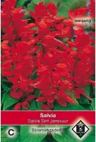 Van Hemert - Vuursalie Sint Jansvuur (Salvia splendens)
