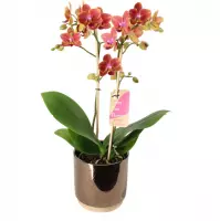 Orchidee van Botanicly – Vlinder orchidee in gouden keramiek pot 'Julia' als set – Hoogte: 50 cm, 2 takken – Phalaenopsis Multiflora Sogo Allen