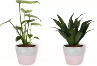 Set van 2 Kamerplanten - Monstera Deliciosa & Draceana Compacta - ±  30cm hoog - 12cm diameter - in betonnen roze pot