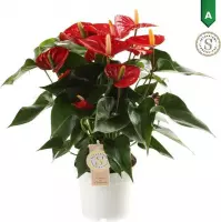 Anthurium Red Champion ↨ 50cm - hoge kwaliteit planten