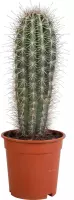 Pachycereus pringlei | Olifantencactus | 1 stuk | Ø 17 cm |  30 - 40 cm