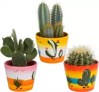 Cactus mix in Mexicaanse pot | 3 stuks | Ø 12 cm |  17-23 cm