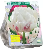 Plantenwinkel Tulipa Dubbel Vroeg Ice Wonder tulpen bloembollen per 15 stuks