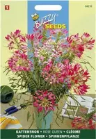 Kattensnor Rose Queen - Cleome spinosa