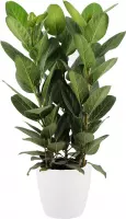 FloriaFor - Ficus Audrey In ELHO Sierpot (wit) - - ↨ 75cm - ⌀ 30cm