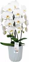 Orchidee Jade Cascade Wit