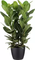 Kamerplant van Botanicly – Banyan incl. sierpot zwart als set – Hoogte: 75 cm – Ficus benghalensis