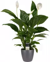 Mama's Planten -   Spathiphyllum Vivaldi In Elho Brussels Antracite - Vers Van De Kweker - ↨ 60cm - ⌀ 18cm