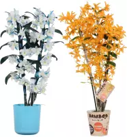 Orchideeën van Botanicly – 2 × Bamboe Orchidee incl. sierpot blauw als set – Hoogte: 50 cm, 3 takken, Paars-witte bloemen – Dendrobium Nobilé