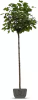 Bolcatalpa Catalpa bignonioides Nana | Stamomtrek: 8-10 cm | Stamhoogte: 210 cm | pot