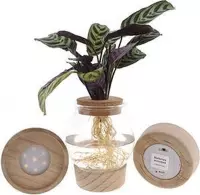 Kamerplant van Botanicly – Ctenanthe in glas met LED-licht als set – Hoogte: 25 cm – Ctenanthe Burle Marxii