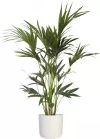 XL Kentia palm | Mooie kamerplant voor in huis en met mooie design pot | Kamerplant staat fantastisch in ieder interieur | Palm plant Ø 21 cm - Hoogte 110 cm (waarvan +/- 90 cm plant en 20 cm