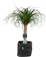 Kamerplant van Botanicly – Olifantenpoot met een zwarte paper-look pot als set – Hoogte: 55 cm – Beaucarnea