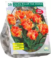 Plantenwinkel Tulipa Dubbel Vroeg Willem van Oranje tulpen bloembollen per 20 stuks