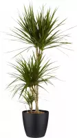 Kamerplant van Botanicly – Drakenboom incl. sierpot zwart als set – Hoogte: 130 cm – Dracaena Marginata