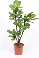 Kamerplant van Botanicly – Vioolplant  – Hoogte: 141 cm – Ficus Lyrata