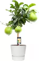 FloraExpert - Citrus - 85 Cm - Ø 25