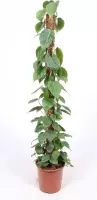 Kamerplant van Botanicly – Philodendron scandens – Hoogte: 150 cm