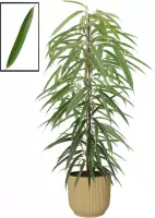 Mama's Planten - Ficus Binnendijkii Alii  In ELHO Vibes Fold Rond Sierpot  (botergeel) - Vers Van De Kweker - ↨ 105cm - ⌀ 22cm