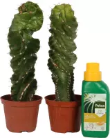 Spiraalcactus ↨ 18cm - 2 stuks - hoge kwaliteit planten