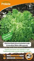 Protecta Groente zaden: Krulandijvie Dikke zelfkroppende