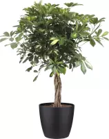 Kamerplant van Botanicly – Vingerboom – Hoogte: 100 cm – Schefflera arb. Gold Capella