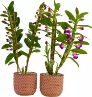 Orchideeën van Botanicly – 2 × Bamboe Orchidee in roze keramiek pot als set – Hoogte: 50 cm, 2 takken – Dendrobium nobile Star Class