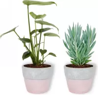 Set van 2 Kamerplanten - Monstera Deliciosa & Senecio Curio Mount Everest - ±  30cm hoog - 12cm diameter - in betonnen roze pot