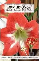 Amaryllis Doosje Rood-Wit Gestr. 26/28