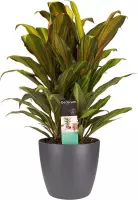 Hellogreen Kamerplant - Cordyline Kiwi toef - 60 cm - Elho Brussels Antracite