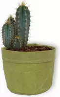 Cactus Pilosocereus Azureus - Schijfcactus - ±25 cm hoog – 12cm diameter - in groene sierzak
