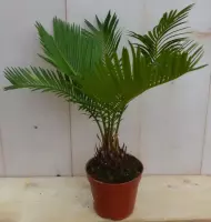 Kamerplant Palmvaren Cycas